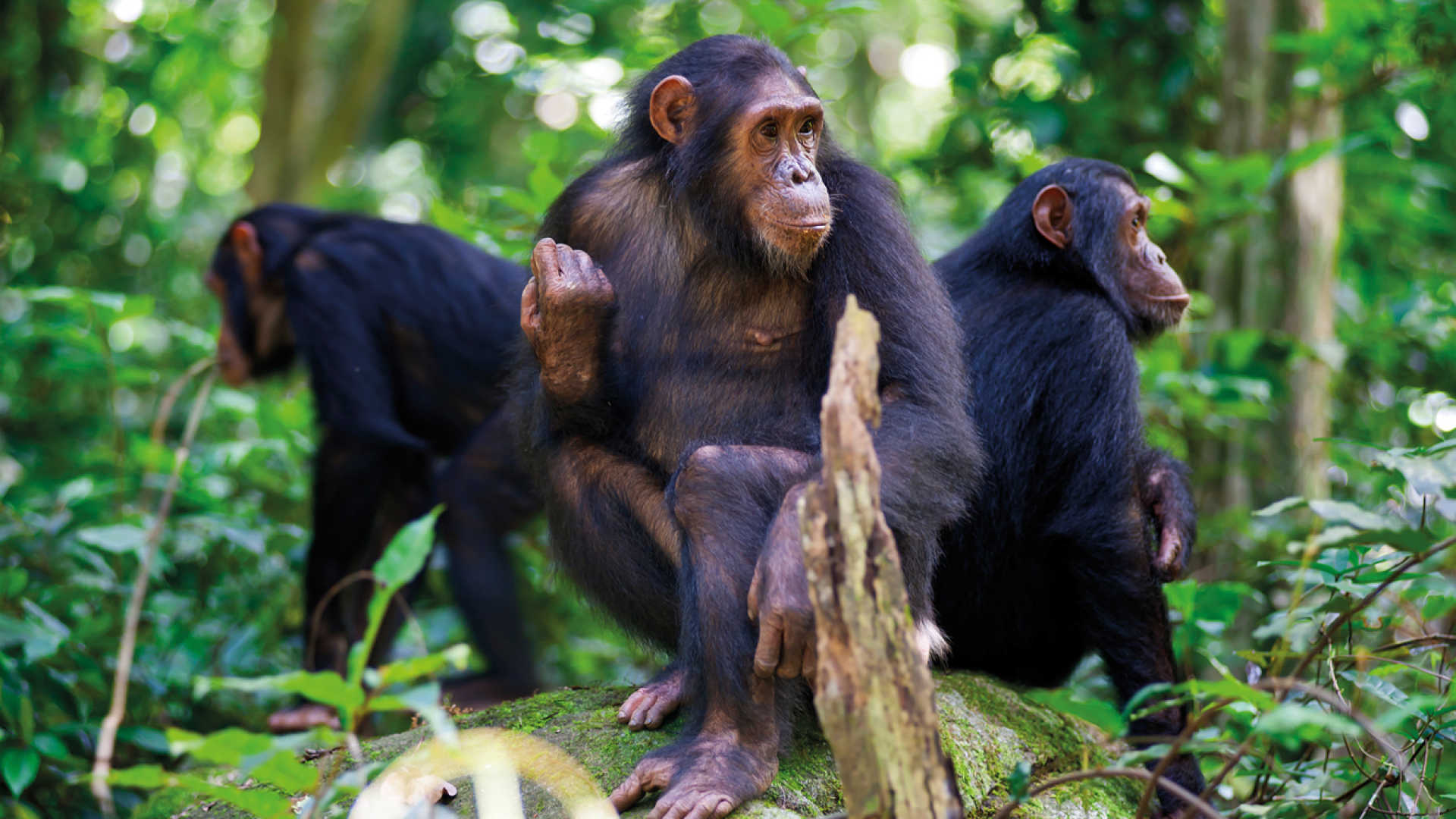 5 Best things to after best chimpanzee tracking on best Rwanda safari in Nyungwe Park